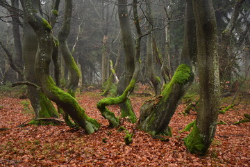 Forest Dvorsky Krkonose mountain autumn