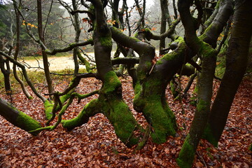 Forest Dvorsky Krkonose mountain autumn