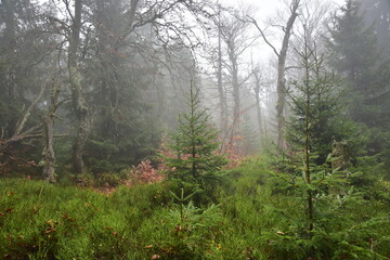 Forest Dvorsky Krkonose mountain autumn