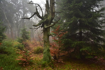 Forest Dvorsky Krkonose mountain autumn
