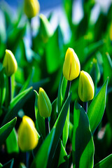 アイスチューリップのつぼみ