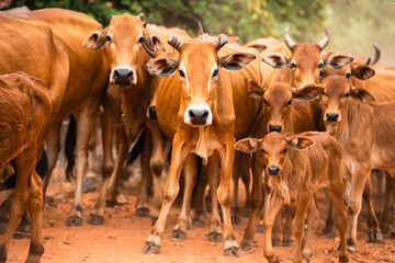 Cattle Looking At Camera, Vietnam