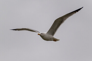 seagull in flight