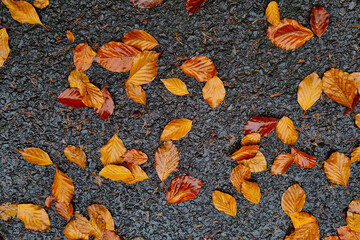 There are yellow fallen leaves on the asphalt. The background of autumn.
