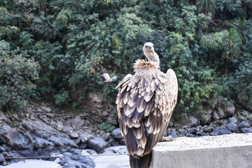 HimalyanGriffonVulture