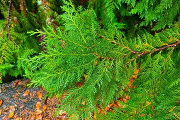 A green branch of juniper in the park. The background of nature.