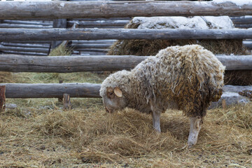 Flock of Sheep Eating Hay Grass on Farmland	