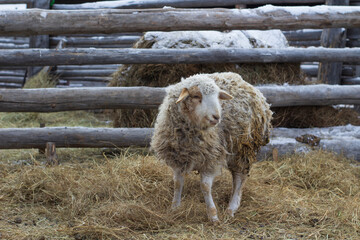 Flock of Sheep Eating Hay Grass on Farmland	