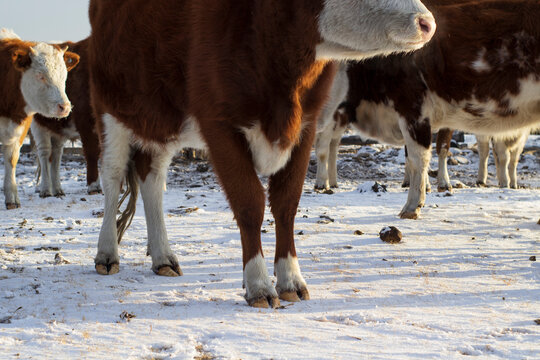Cow's hooves. Cattle standing in snow in winter