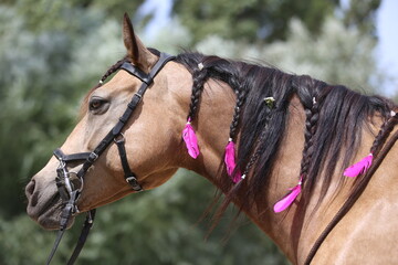  Domestic horse braided mane decorated with feather on the neck