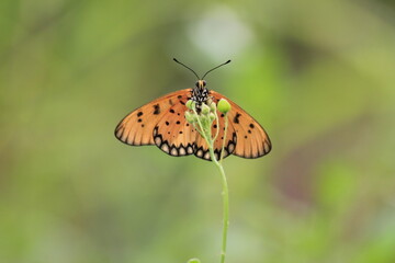 butterfly on a flower