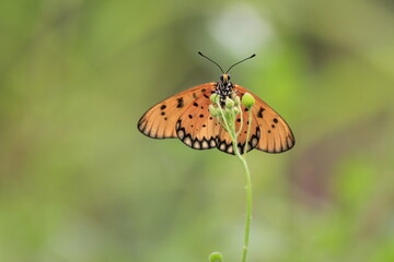 butterfly on a flower