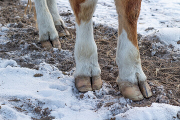 Cow's hooves. Cattle standing in snow in winter