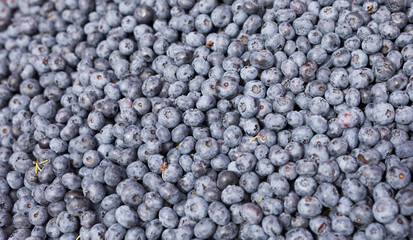 collected berries blueberry texture background