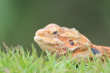 close up of a lizard