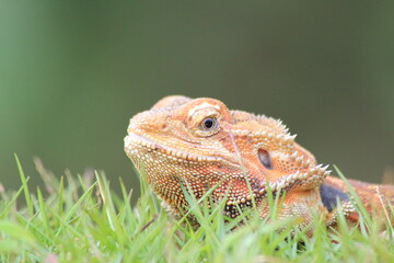 close up of lizard