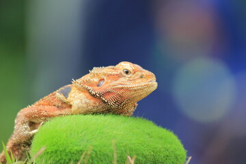 green lizard on a grass