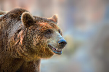 portrait of a grizzly bear with out-of-focus background