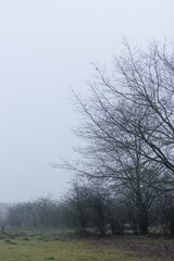 Obraz na płótnie Canvas Foggy morning in Denmark