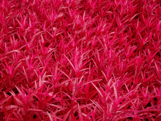 Viva magenta color leaf texture background, nature leaf in trendy color background. Color of the year 2023