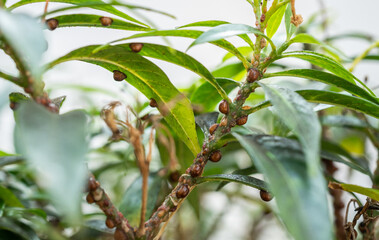 Brown scale insects living on a branch of plant.