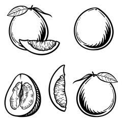 Pomelo, half a pomelo and a slice. Vector illustration of pomelo in engraving style.