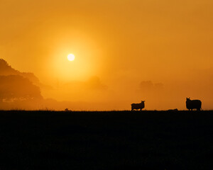 Silhouette of sheep in the field during the sunset