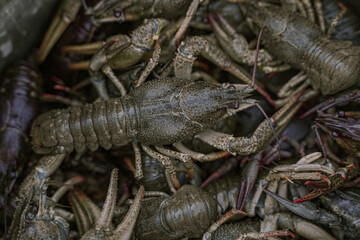 Close-up fresh Astacus or River cancer or Big crayfish. Top View Photos