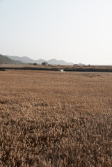 Suncheon Bay Wetland 1