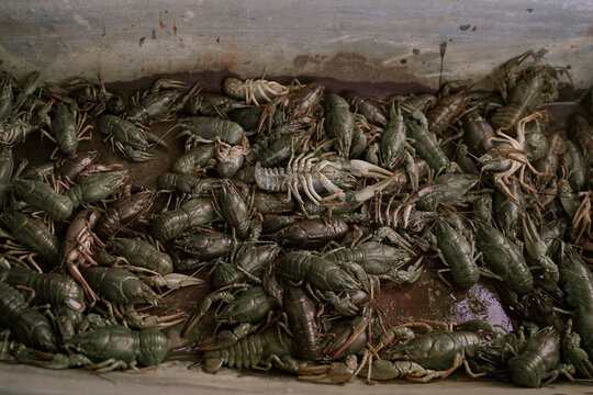 freshly caught crayfish in a rustic style