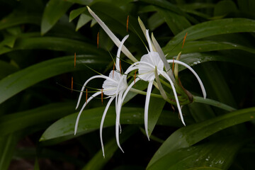 Beautiful White Flower, Beach Spider Lily, Hymenocallis choctawensis