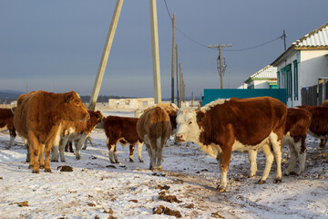 Naklejka premium Herd of cows in winter snow village street