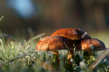 grzyb natura trawa las przyroda © Piotr