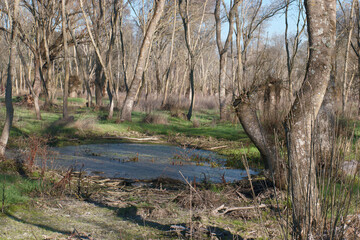 woda drzewa rośliny widok trawa © Piotr
