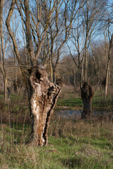 drzewo roślina gałęzie natura przyroda © Piotr