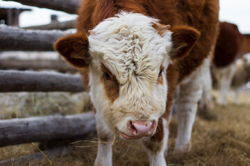 Young calf on winter farmland eating hay
