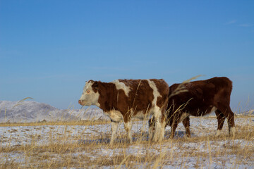Herd of cows grazing on winter snow field