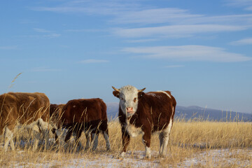 Herd of cows grazing on winter snow field