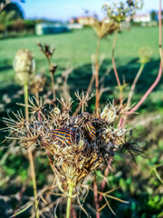 Multiple insects on a plant in the park