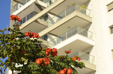Fototapeta premium A cozy white balcony in an apartment high-rise building. Blooming African tulip tree near the house. City garden, public garden. Apartment rent, apartment purchase, realtor, investment, mortgage.