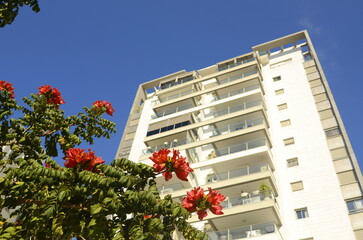 Modern residential building, glass balconies, white facade cladding. Blooming African tulip tree under the windows. High-quality photo of luxury real estate