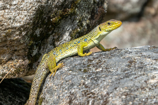 ocellated lizard