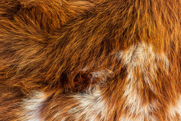 Cow's fur close up