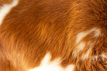 Cow's fur close up