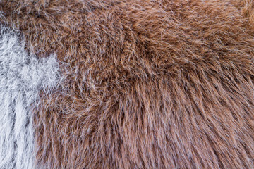 Cow's fur close up