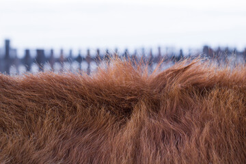Animal fur texture Background fluffy hair