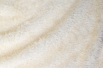 White fur background texture close-up