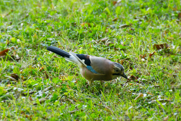 Eurasian Jay (Garrulus glandarius) sitting on grass in Zurich, Switzerland