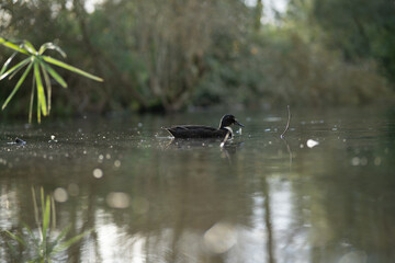 Pato do lago da cidade das Caldas da Rainha