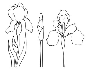 Collection of iris flowers, bud, blooming iris with leaves. Vector illustration. isolated Hand drawing summer garden flower. For design, decoration and printing.